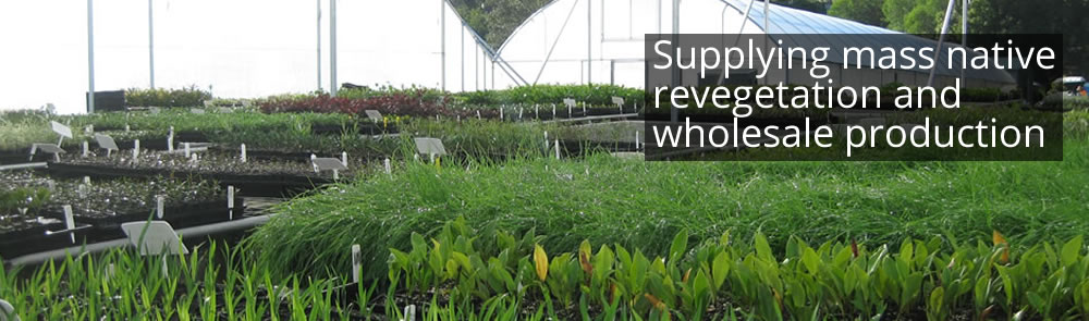 Wholesale Tubestock Nursery In Queensland